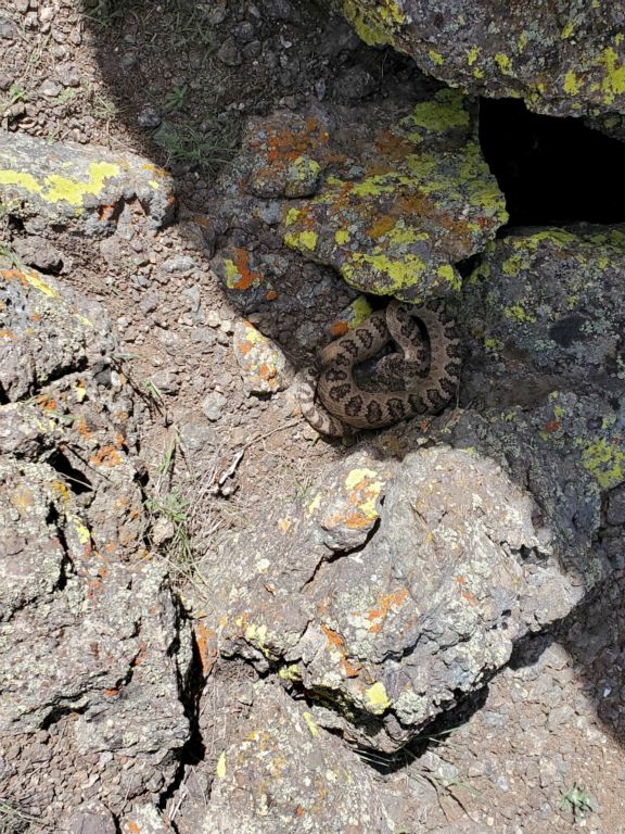 DT-014-2022-05-16 Rattlesnake